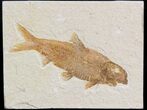 Detailed Knightia Fossil Fish - Wyoming #42366-1